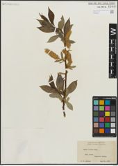 Foto von Salix lucida Muhl.